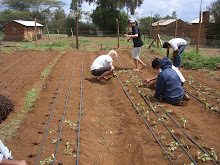 KENYA: Weeded and now planted.