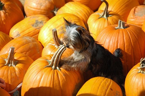 Miniature Yorkshire Terrier: Halloween Yorkie Dog Treats