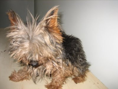Miniature Yorkshire Terrier Bad Haircuts For Yorkies Short