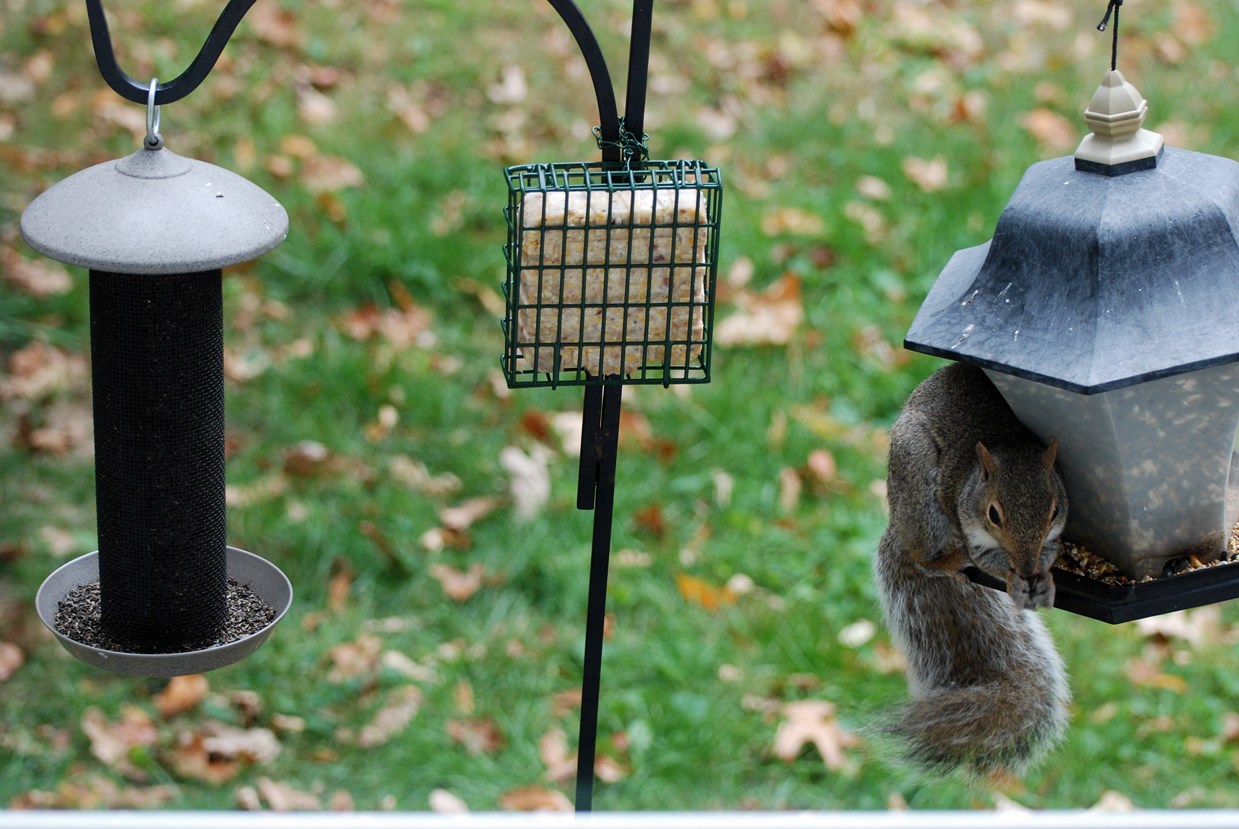 Kathie's Birds Feeder Birds in Massachusetts