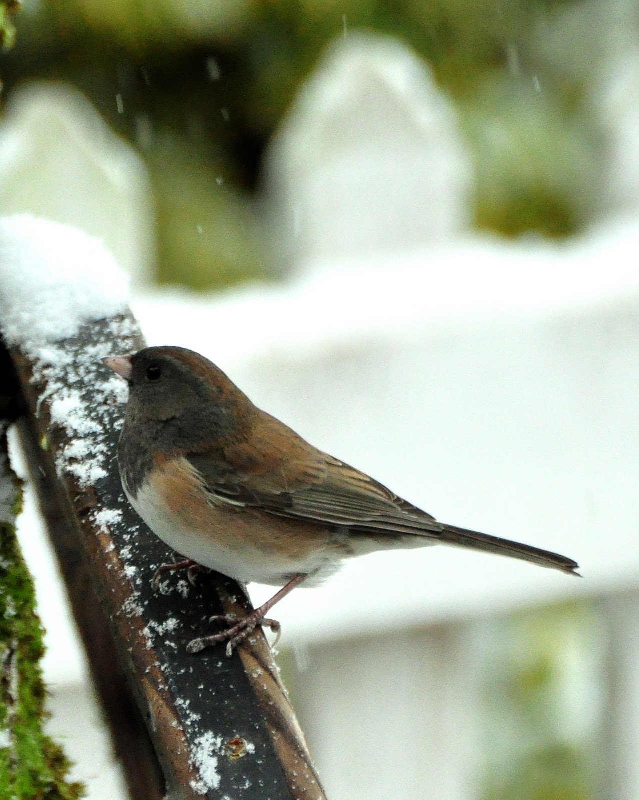 Ray Nash Images: Snow Birds