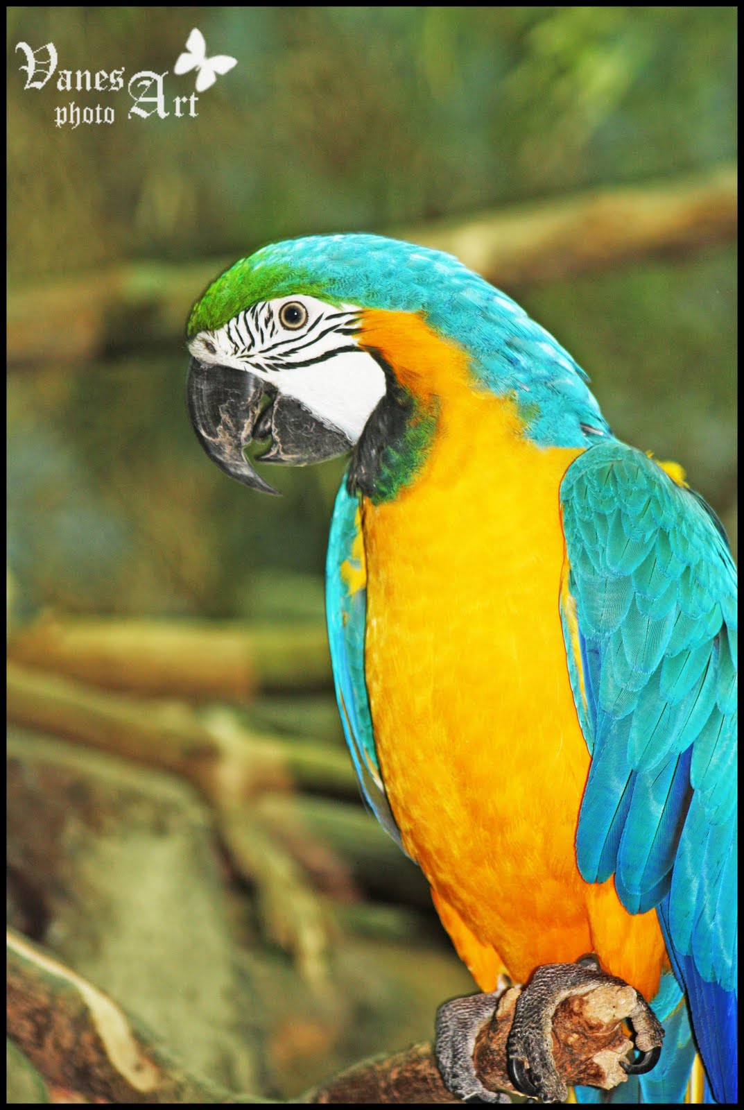 Vanesartphoto .Faunia