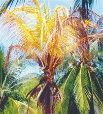 [78E2B400-0818-4161-A441-3CEEA3F7CDCF.jpg__209__400__CROPz0x209y400[1].jpeg]