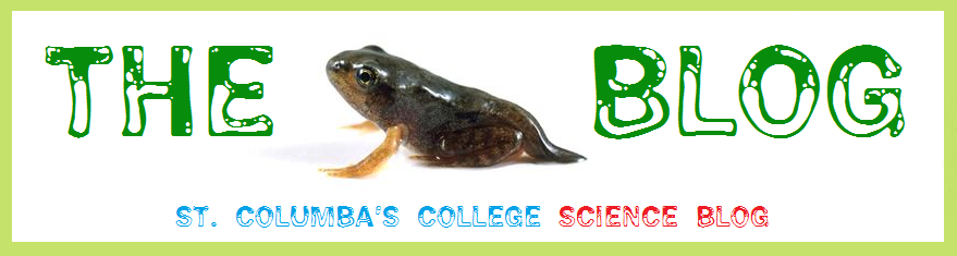 The Froglet Blog