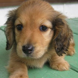 Funny Dachshund Puppies Gallery