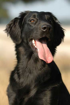 Flat Coated Retriever Desktop Backgrounds - Dog Wallpapers