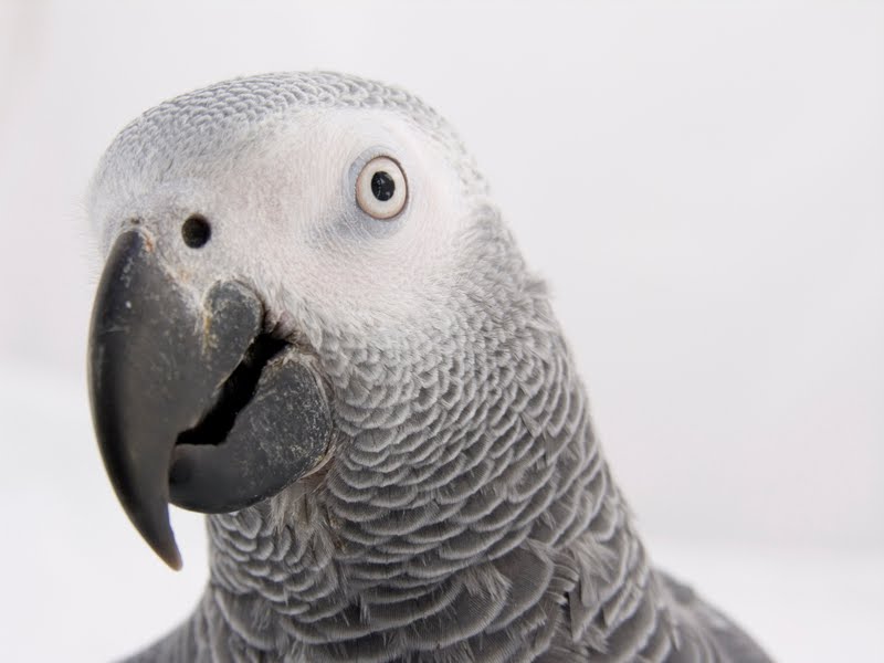 Papagaio do Congo Timneh; African gray timneh parrot (Psittacus