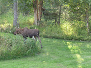 Resident moose and calf