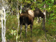 Cow moose
