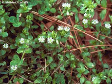 More Chickweed