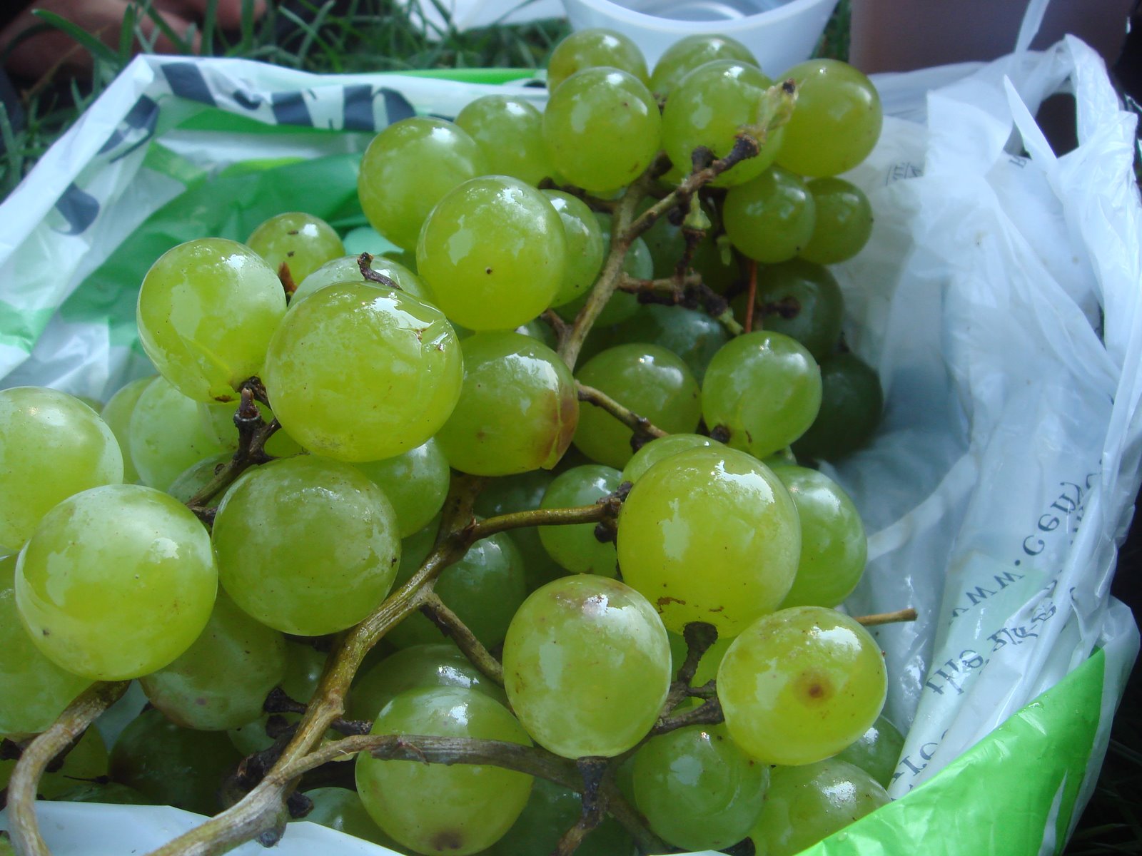 [Greenmkt+green+grapes.jpg]
