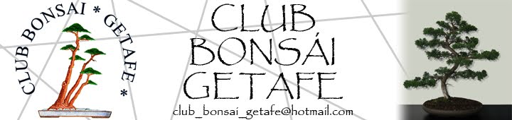 Club Bonsái Getafe