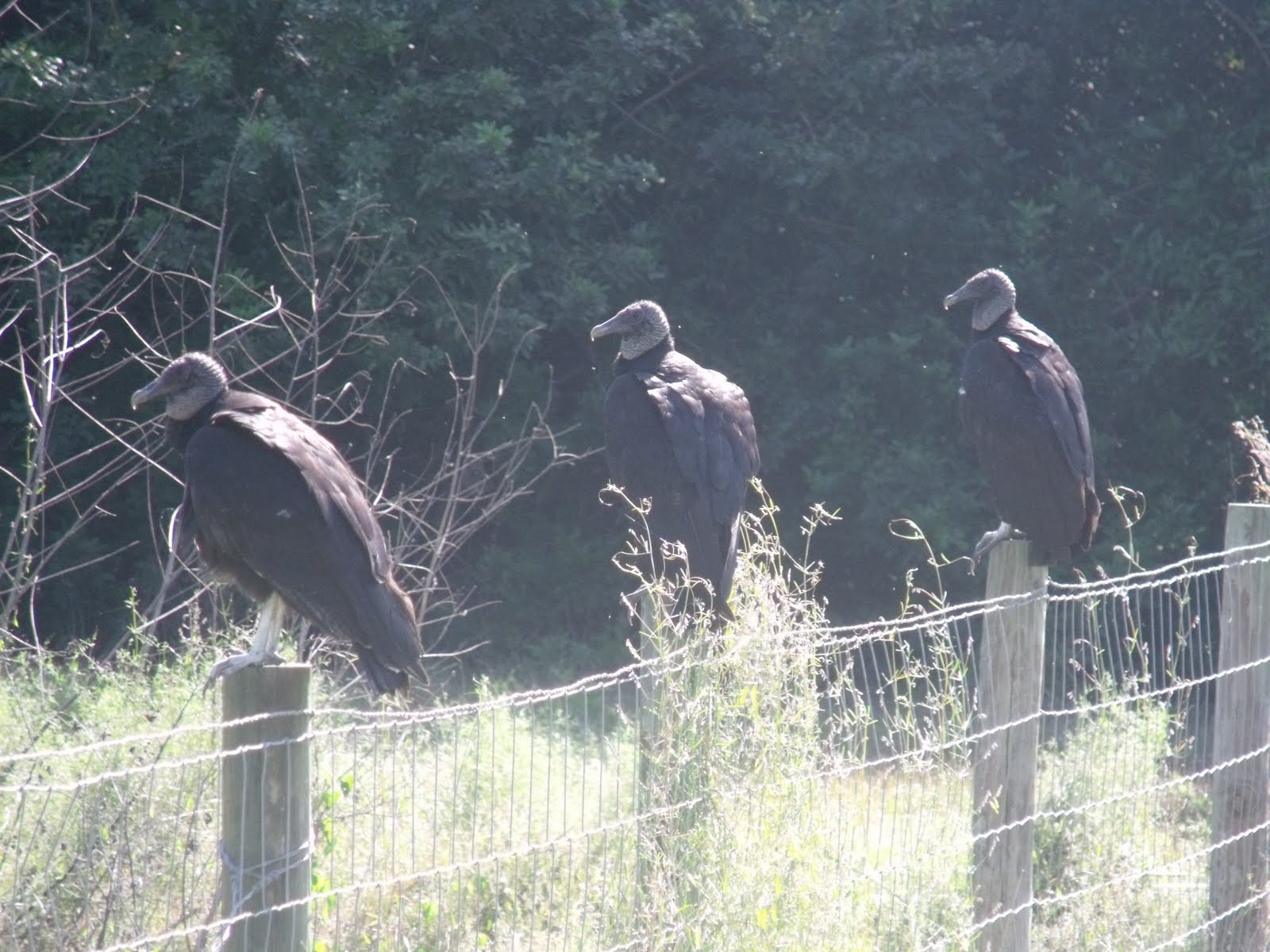 Muncie Birding