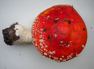 swansea fungi