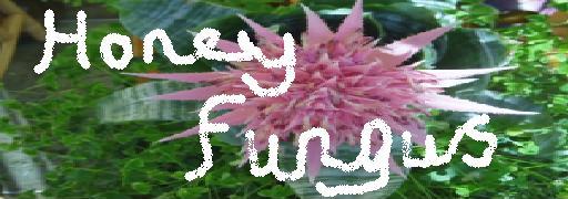 Honey Fungus