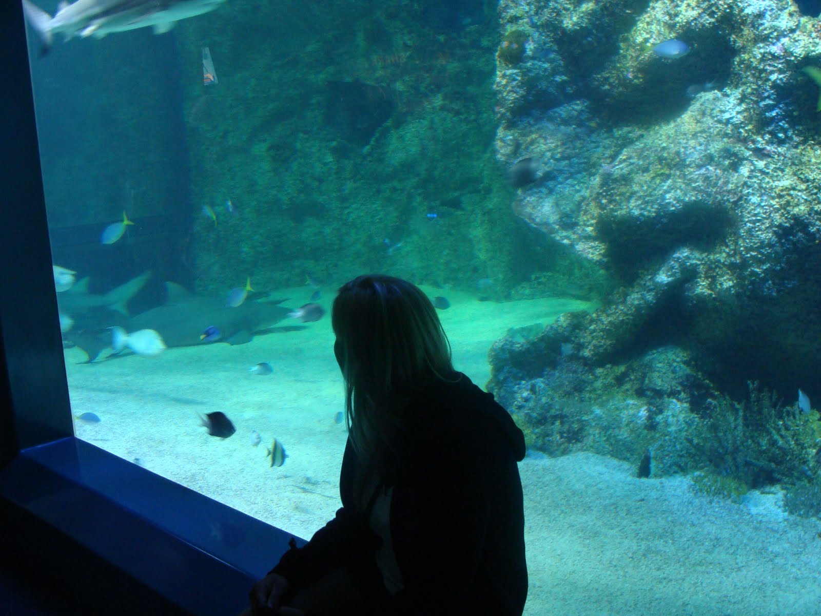 Anne down under: Aquarium & Sydney Wildlife World