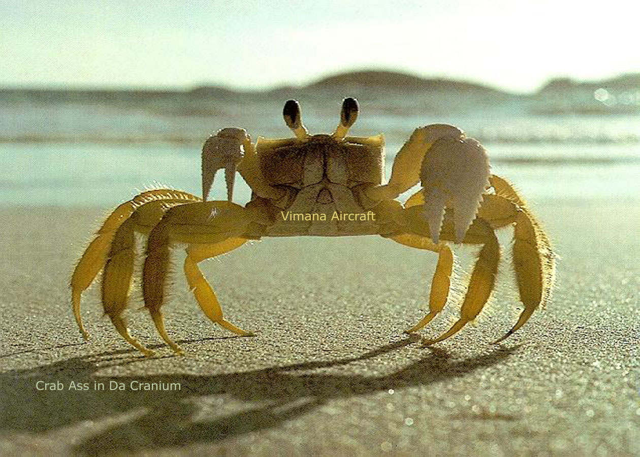 Ass Crab 14