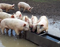 Pigs at the trough