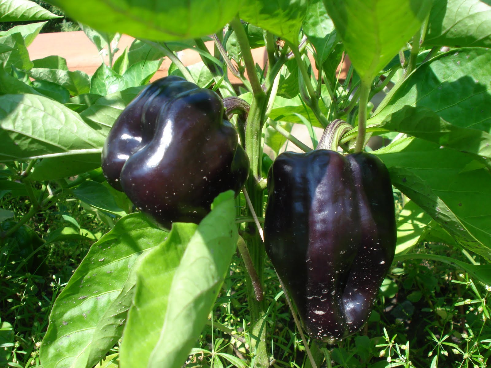 the-world-of-gaea-august-2010