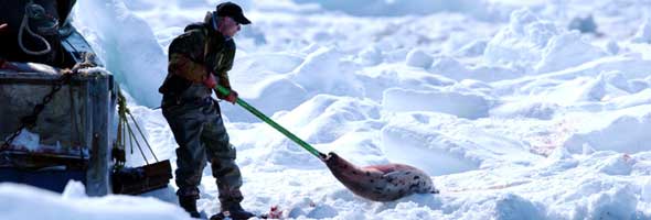 [foca+1.jpg]