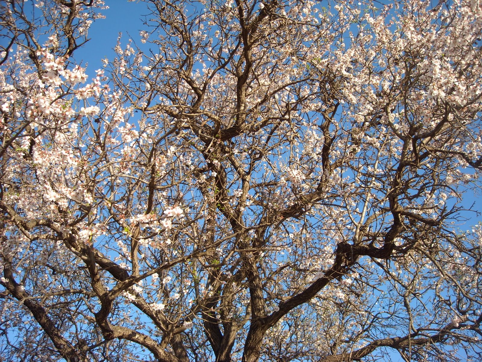 La Vidriera: Floración del almendro