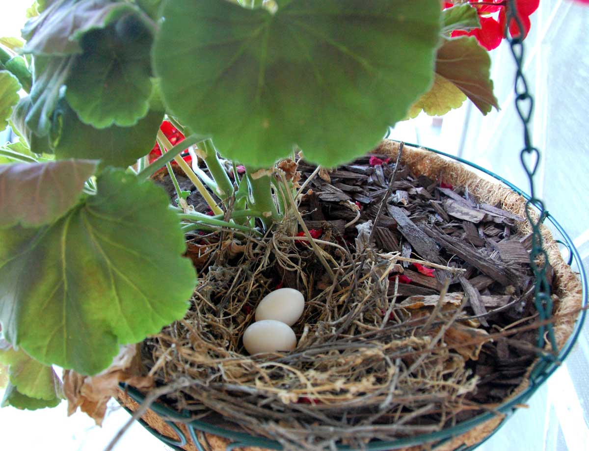 AnimalBytes Identifying A Bird Nesting in a Hanging Pot
