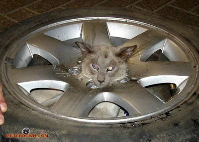 Cat_01.jpg