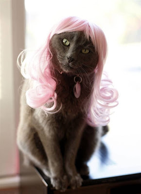 cat-glamour-03.jpg