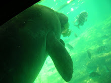 Manatee lunch
