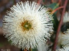 Uma flor (de eucalipto) prá você...