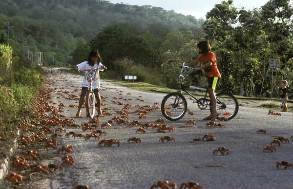 christmas-island-crab-swarms-migration-explained-bikes_.jpg