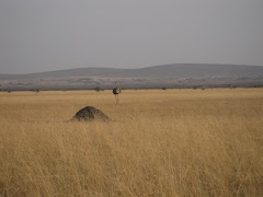 Ostrich in Serengeti