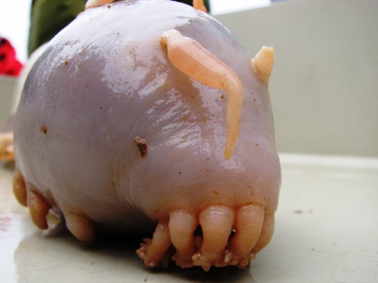 Image of a sea pig.
