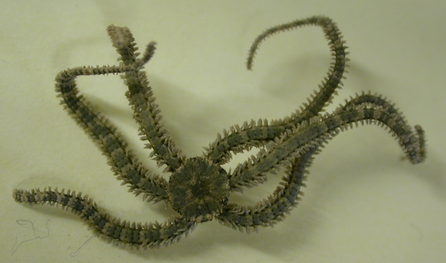 The Echinoblog "The Most Common brittle star in the world"?? The