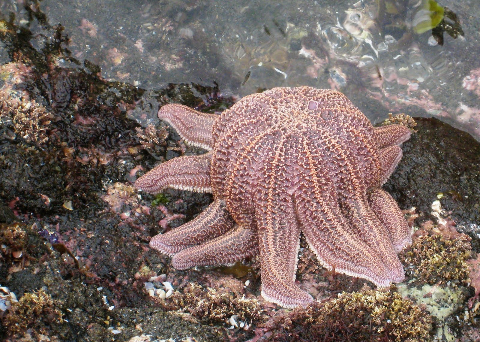 Nz Star Fish The Echinoblog: Stichaster australis-A Pisaster-like parallel species!!
