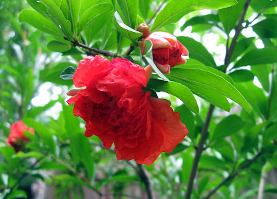 Annieinaustin, pomegranate flower