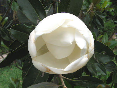 Annieinaustin, Little gem magnolia flower