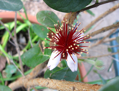 Annieinaustin, pineapple guava flower