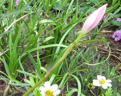 Annieinaustin, Blackfoot daisies & rainlily