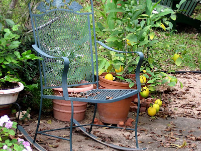 Annieinaustin,patio chair & lemon tree