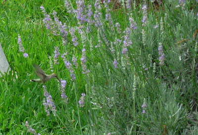 Annieinaustin Hummingbird in lavender