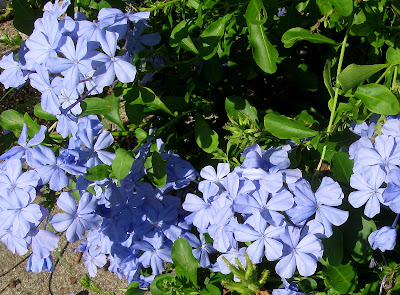 Annieinaustin,Blue Plumbago with seedheads