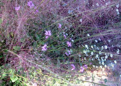annieinaustin gulf muhly grass, blackfoot daisies
