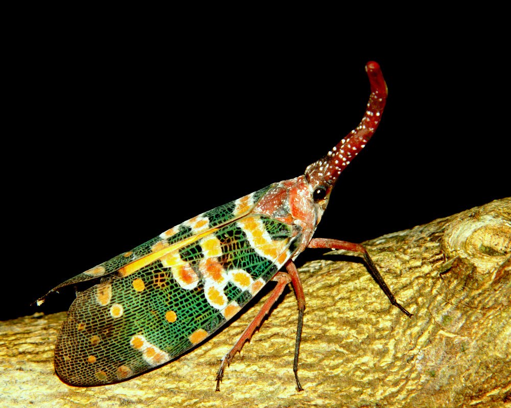 Photographic Wildlife Stories in UK/Hong Kong Lantern Bug
