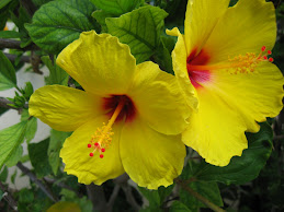 Waikiki 2009