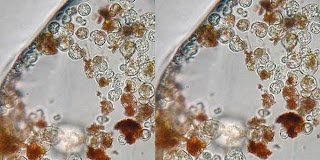 organisme tertua di dunia