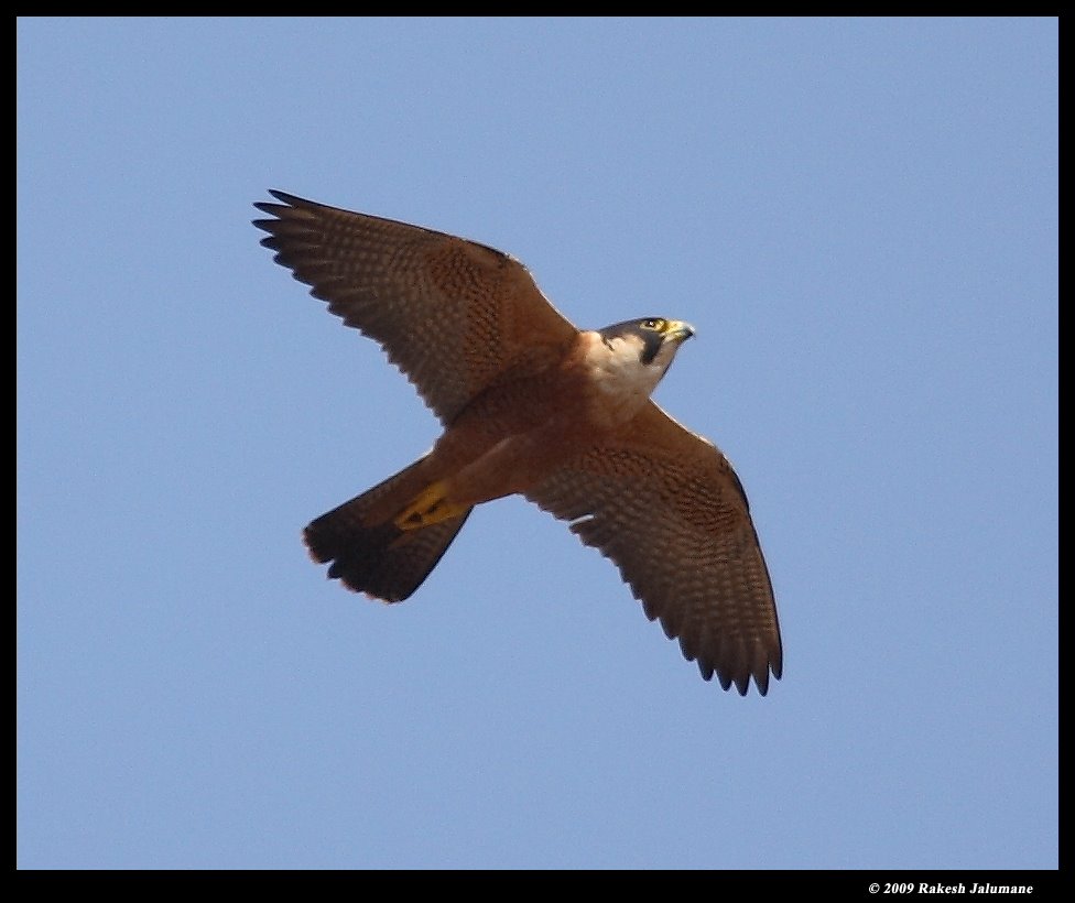 nisarga-dhaama-shaheen-falcons