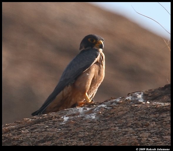 Nisarga Dhaama Shaheen Falcons 