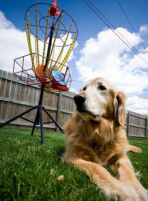 [dog+frisbee.JPG]