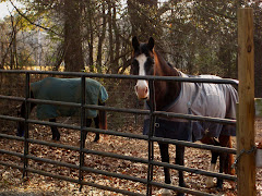 Milton Georgia Horse Farm